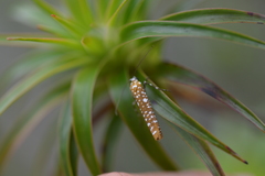 Atteva sphaerotrocha