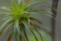 Atteva sphaerotrocha