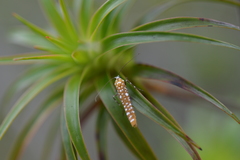 Atteva sphaerotrocha