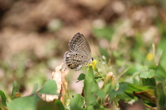 Luthrodes pandava pandava