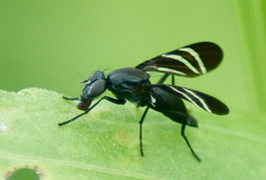 Tritoxa flexa