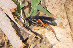 Episyron conterminus