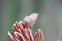 Luthrodes pandava pandava