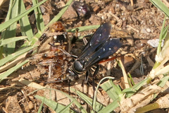 Episyron conterminus