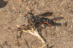 Episyron conterminus