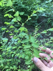 Phyllanthus caroliniensis