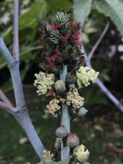 Ricinus