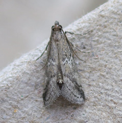 Alpheias transferens