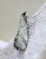 Alpheias transferens
