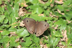 Ypthima pandocus corticaria
