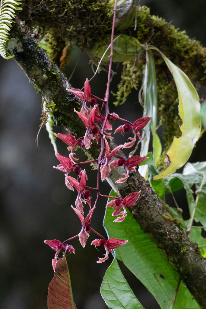 Gongora latisepala