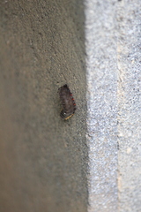 Trypanophora semihyalina