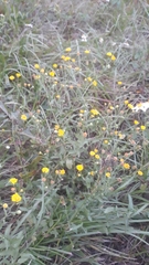 Pulicaria paludosa