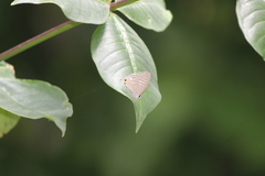 Jamides alecto ageladas