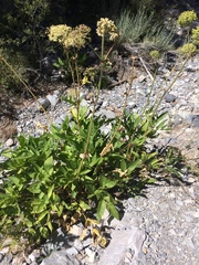 Angelica scabrida