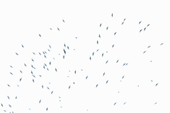 Streptoprocne zonaris