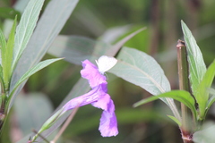 Zizula hylax pygmaea