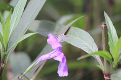 Zizula hylax pygmaea