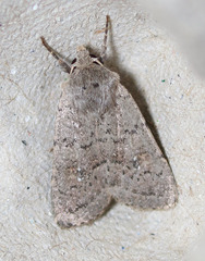 Homorthodes communis