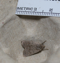 Homorthodes communis