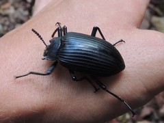 Borneocamaria laticornis