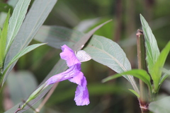 Zizula hylax pygmaea
