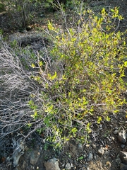 Colliguaja salicifolia, photograph Aira Francisca Faúndez Fallau, CC BY, iNaturalist via GBIF