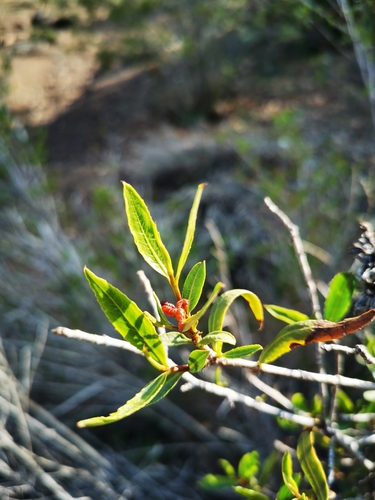 Image of Colliguaja Salicifolia (Colliguaja salicifolia) by (c) Aira Francisca Faúndez Fallau, some rights reserved (CC BY)