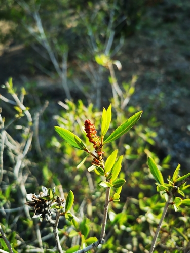 Image of Colliguaja Salicifolia (Colliguaja salicifolia) by (c) Aira Francisca Faúndez Fallau, some rights reserved (CC BY)