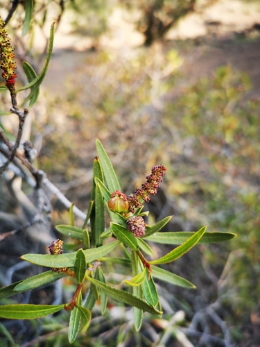 Image of Colliguaja Salicifolia (Colliguaja salicifolia) by (c) Aira Francisca Faúndez Fallau, some rights reserved (CC BY)