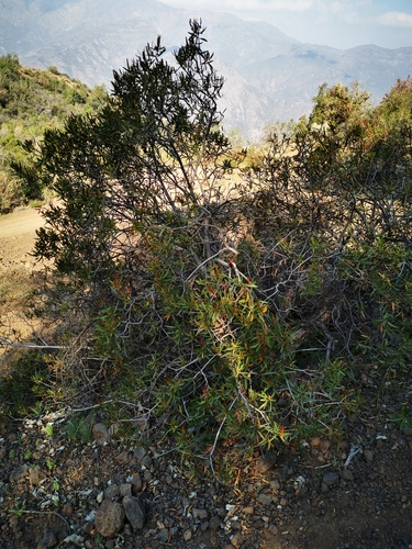 Image of Colliguaja Salicifolia (Colliguaja salicifolia) by (c) Aira Francisca Faúndez Fallau, some rights reserved (CC BY)