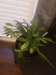 Rhipsalidopsis gaertneri