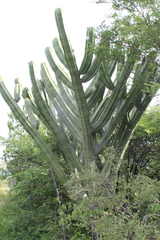 Myrtillocactus