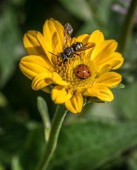 Paranthidium jugatorium