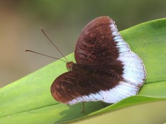 Tanaecia