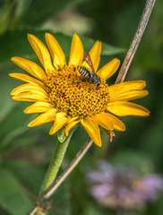 Paranthidium jugatorium