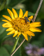 Paranthidium jugatorium