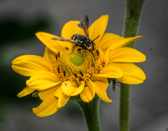 Paranthidium jugatorium
