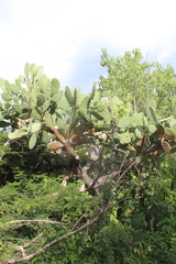 Opuntia velutina