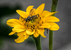 Paranthidium jugatorium