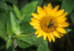 Paranthidium jugatorium