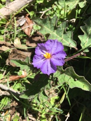 Solanum pungetium