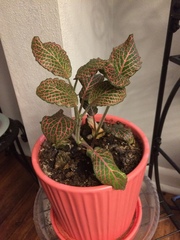 Fittonia