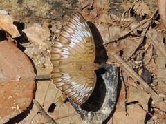 Euthalia monina monina