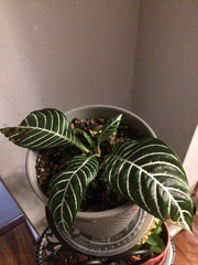 Aphelandra squarrosa