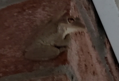 Osteopilus septentrionalis