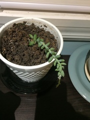 Sedum burrito