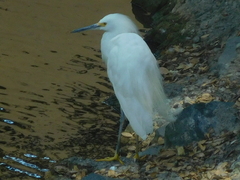 Egretta thula