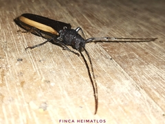 Poeciloxestia lateralis