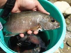 Lutjanus novemfasciatus